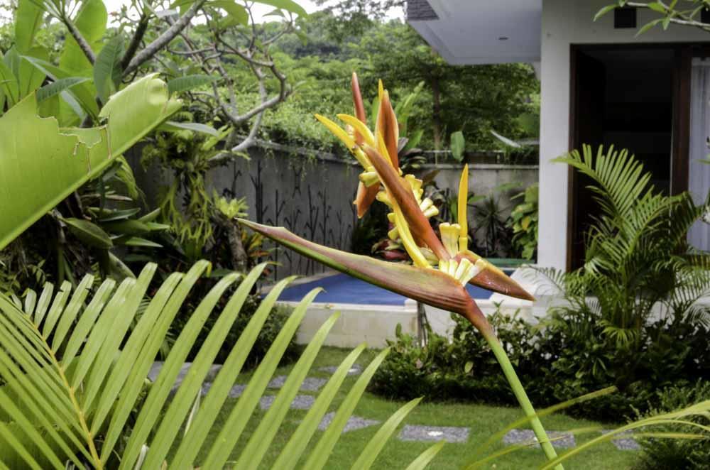 Beluran Serene Guesthouse Tabanan  Exterior photo
