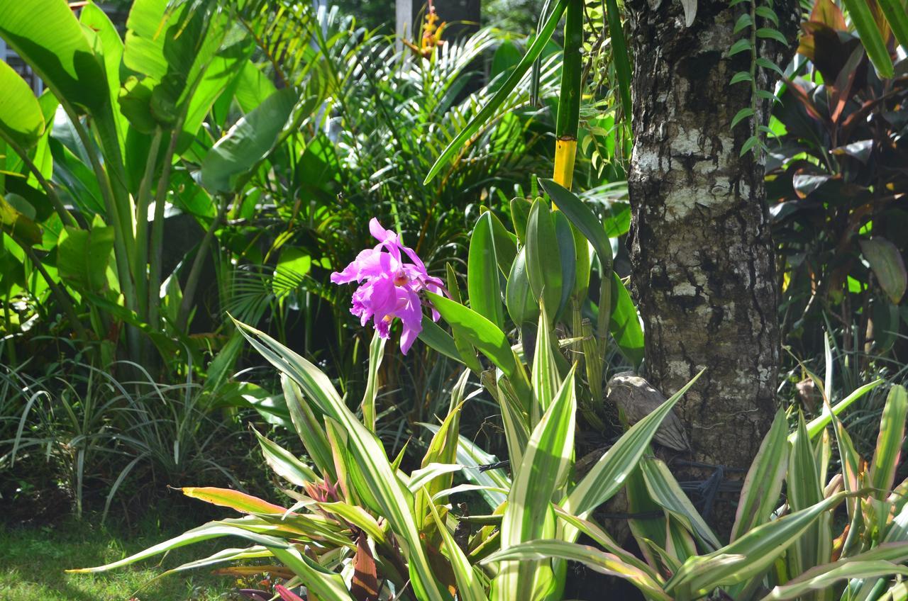 Beluran Serene Guesthouse Tabanan  Exterior photo
